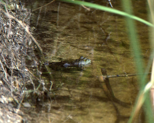 Bull Frog