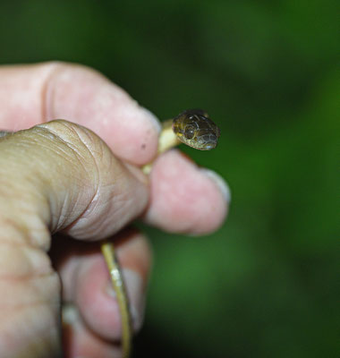 Leptodeira annulata annulata - Gewone Kattenoogslang