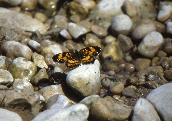 Silvery Checkerspot