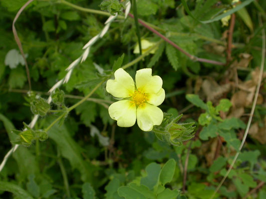 Potentilla recta - Rechte ganzerik