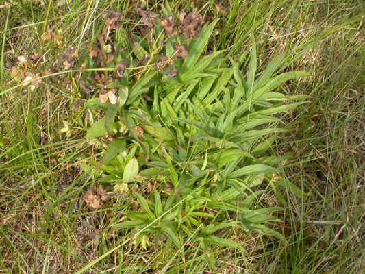 Helleborus viridis - Wrangwortel