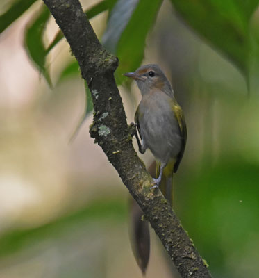 Buff-cheeked Greenlet