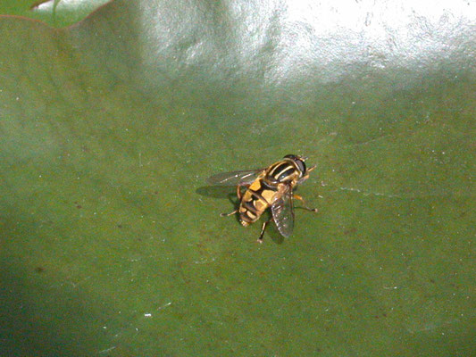 Helophilus pendulus - Gewone pendelvlieg
