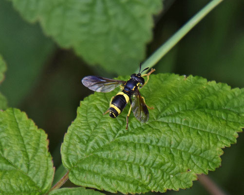 Chrysotoxum bicinctum - Donkere fopwesp