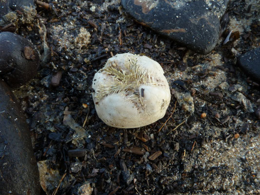 Echinocardium cordatum - Hartegel (Zeeklit)