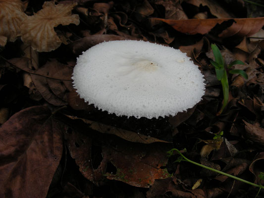 parasolzwam