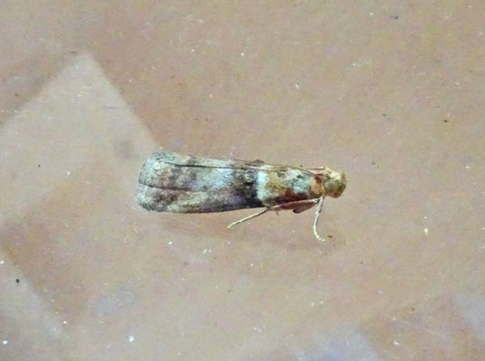 Acrobasis tumidana - Rode eikenlichtmot