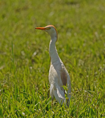 Koereiger