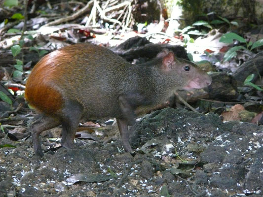 Dasyprocta leporina - Goudhaas, Agouti, Konkoni