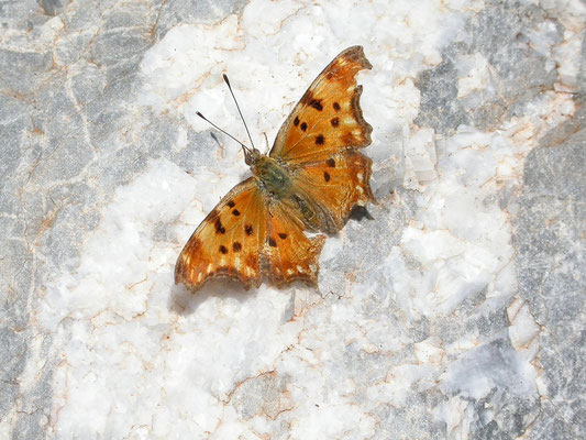 Polygonia egea