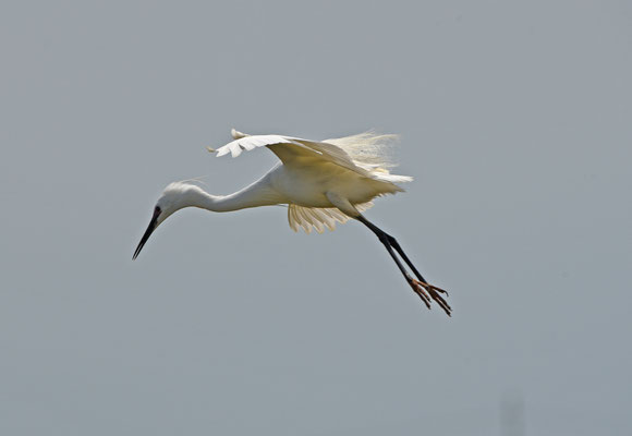 Kleine Zilverreiger