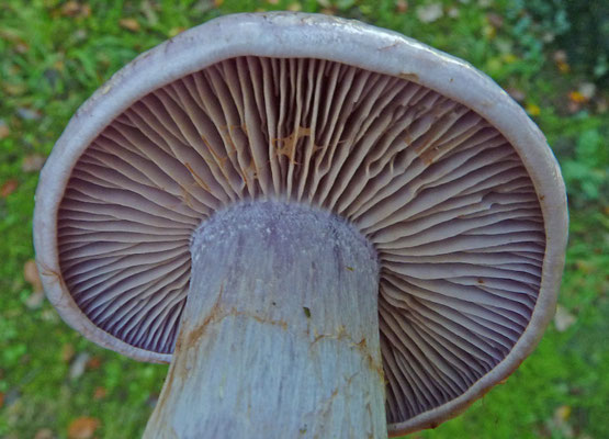 Cortinarius nemorensis - Bruine kleibosgordijnzwam