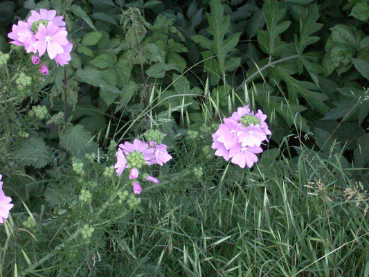 Malva moschata - Muskuskaasjeskruid