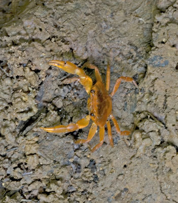 zoetwaterkrab