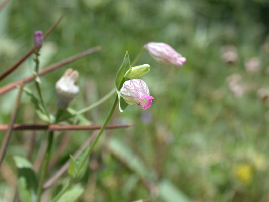 Silene behen