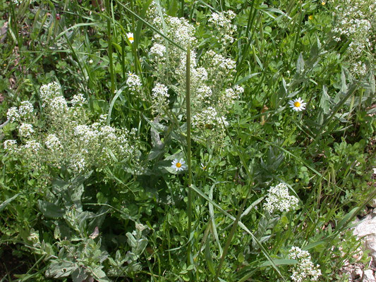 Lepidium draba - Pijlkruidkers