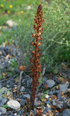 Orobanche lutea - Rode bermraap