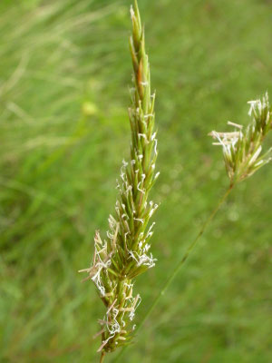 Anthoxanthum odoratum - Gewoon reukgras