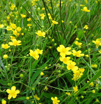 Egelsboterbloem