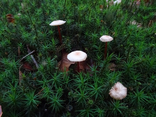 Marasmius cohaerens - Hoornsteeltaailing