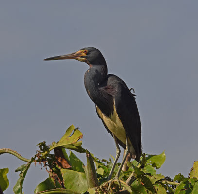 Tricolored Heron