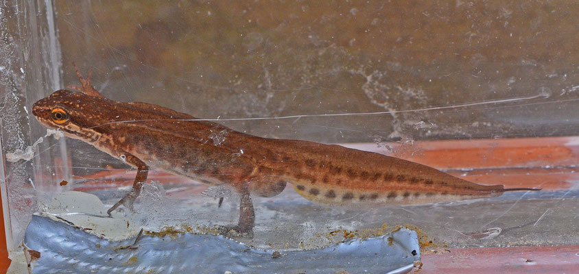 Vinpootsalamander