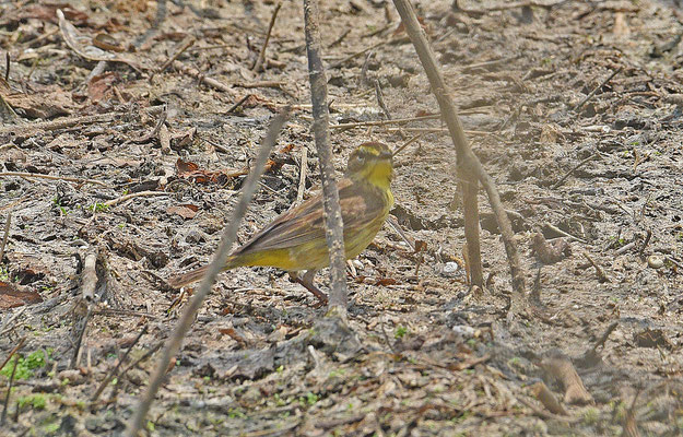 Palm Warbler