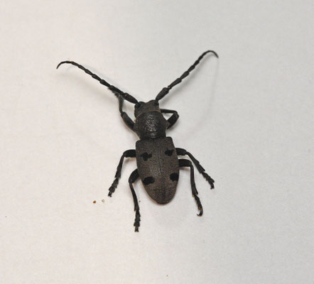 Herophila tristis
