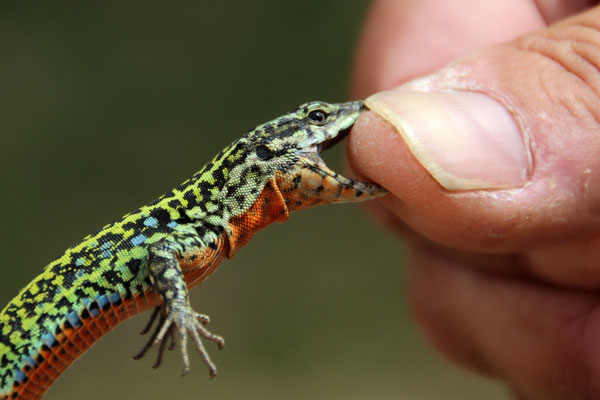 Podarcis tiliguerta