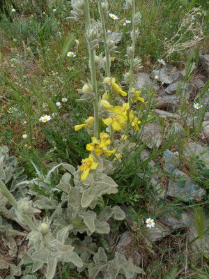 Verbascum undulatum - Golfbladige toorts