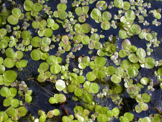 Lemna minor - Klein kroos en  Spirodela polyrhiza - Veelwortelig kroos