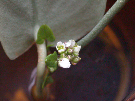 Cochlearia danica - Deens lepelblad