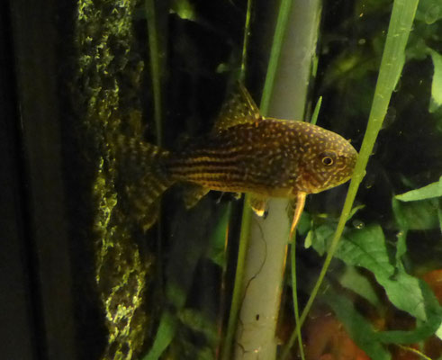 Corydoras sterbai