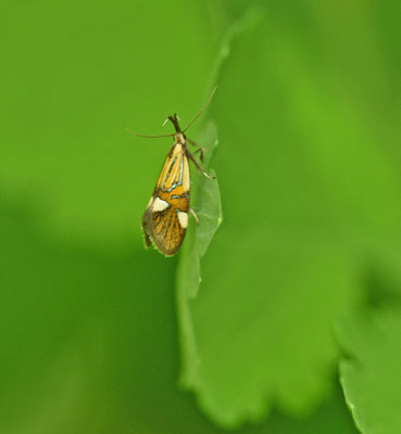 Alabonia geoffrella - Trompetmotje