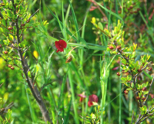 Lathyrus setifolius