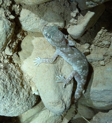 Stenodactylus sthenodactylus