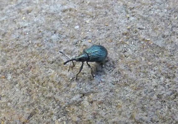 Ceratapion onopordi - Wegdistelspitsmuis