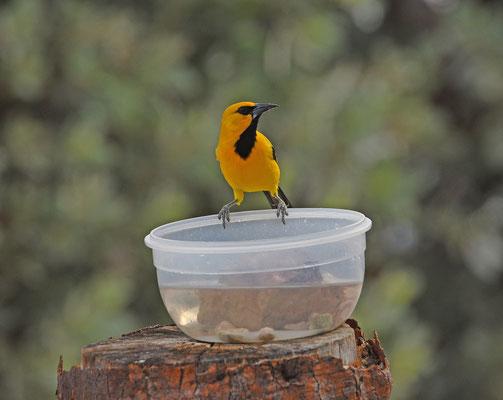 Yellow Oriole