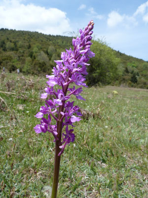 Orchis mascula - Mannetjesorchis