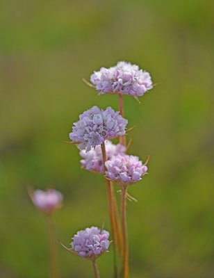 Armeria gaditana