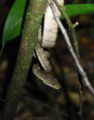 Corallus hortulanus hortulanus - Slanke Boomboa