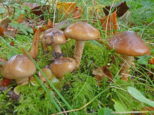 Cortinarius trivialis - Gegordelde gordijnzwam