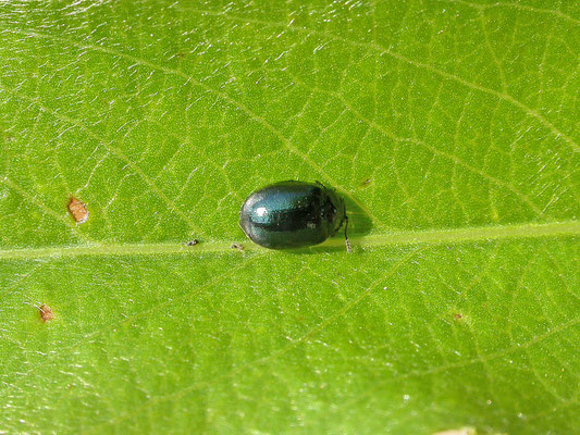 Plagiodera versicolora - Rond griendhaantje