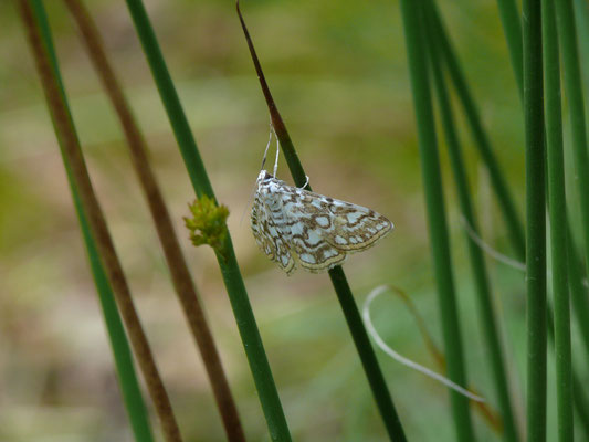 Elophila nymphaeta - Waterleliemotje