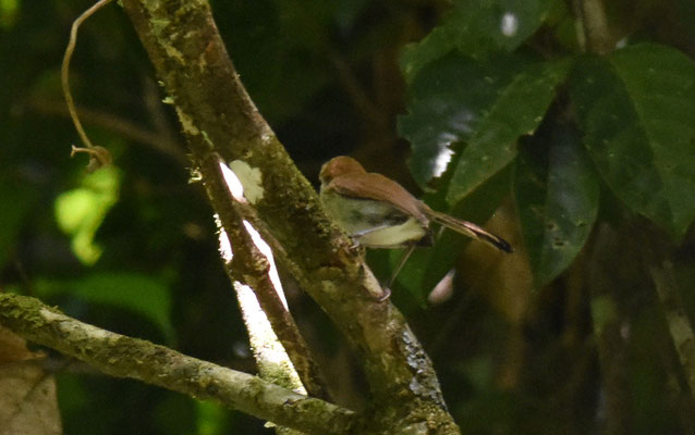 Long-billed Gnatwren