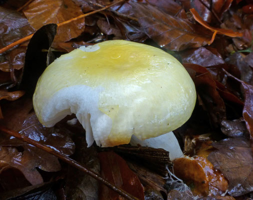 Russula solaris - Zonnerussula