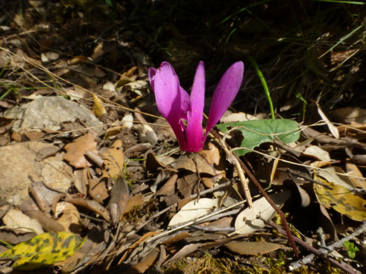 Cyclamen hederifolium - Napolitaanse cyclamen
