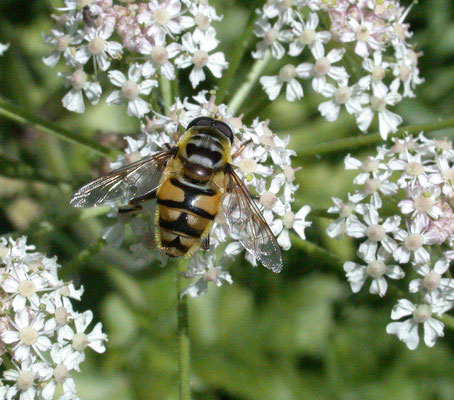 Myathropa florea - Doodskopzweefvlieg