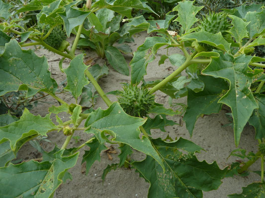 Datura stramonium - Doornappel