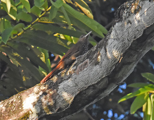 Cinnamon-throated Woodcreeper